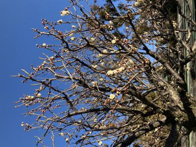 Ray (39) 横浜 萬天堂 / 出張性感マッサージ