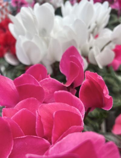 亜呂 (49) 水戸 萬天堂 / 出張性感マッサージ