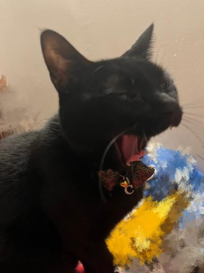 伊月 (44) 新潟 萬天堂 / 出張性感マッサージ