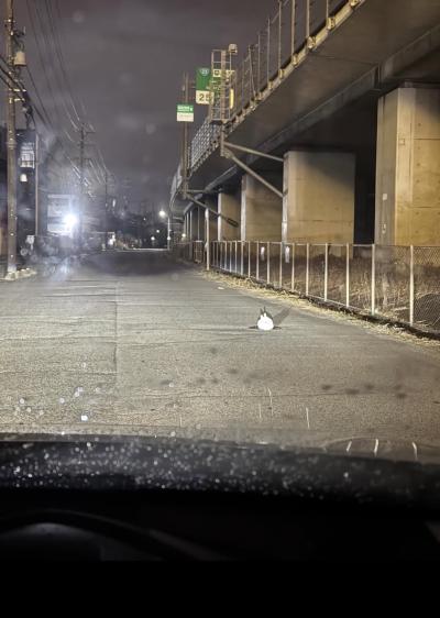 桓騎 (45) 名古屋 萬天堂 / 出張性感マッサージ