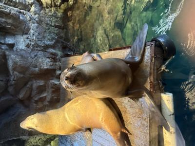 風太 (35) 大阪 萬天堂 / 出張性感マッサージ