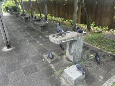 竜胆 (49) 東京 萬天堂 / 出張性感マッサージ