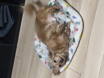 風羽 (34) 京都 萬天堂 / 出張性感マッサージ