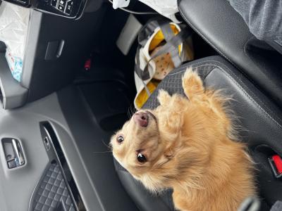 風羽 (34) 京都 萬天堂 / 出張性感マッサージ