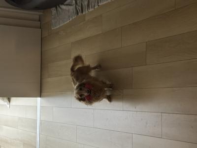 風羽 (34) 京都 萬天堂 / 出張性感マッサージ