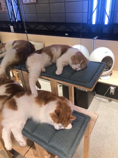 海翔 (30) 千葉 萬天堂 / 出張性感マッサージ