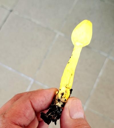 タケシ (51) 京都 萬天堂 / 出張性感マッサージ