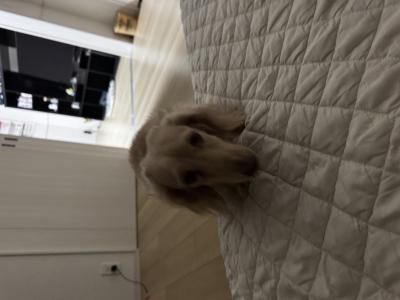 風羽 (34) 京都 萬天堂 / 出張性感マッサージ