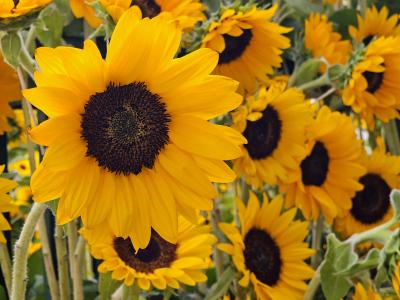 れんと (29) 大阪 萬天堂 / 出張性感マッサージ