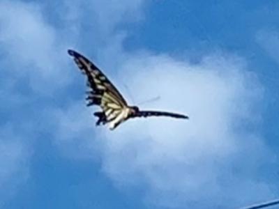 隣 (38) 富山 萬天堂 / 出張性感マッサージ