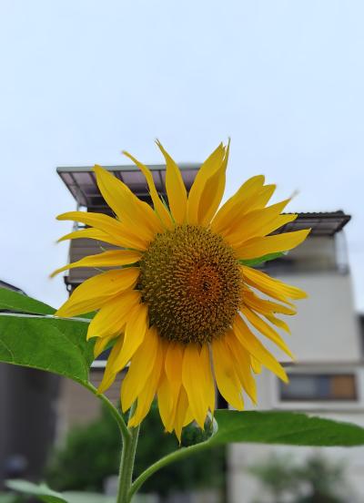 みちる (43) 大阪 萬天堂 / 出張性感マッサージ