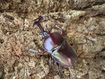 R (60) 近江 萬天堂 / 出張性感マッサージ