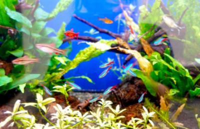 かおる (37) 広島 萬天堂 / 出張性感マッサージ