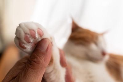 MIYABI (40) 信州 萬天堂 / 出張性感マッサージ