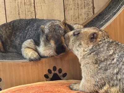 結月 (53) 宇都宮 萬天堂 / 出張性感マッサージ