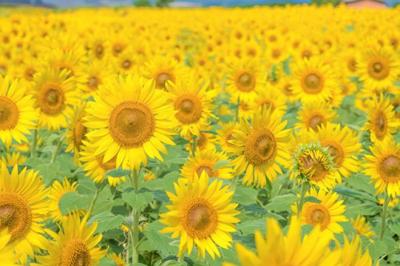 つかさ (31) 京都 萬天堂 / 出張性感マッサージ