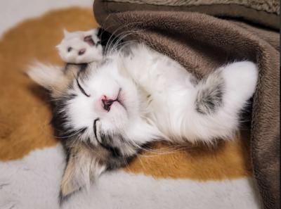 優理 (53) 大宮 萬天堂 / 出張性感マッサージ