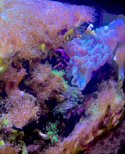 亜呂 (49) 水戸 萬天堂 / 出張性感マッサージ