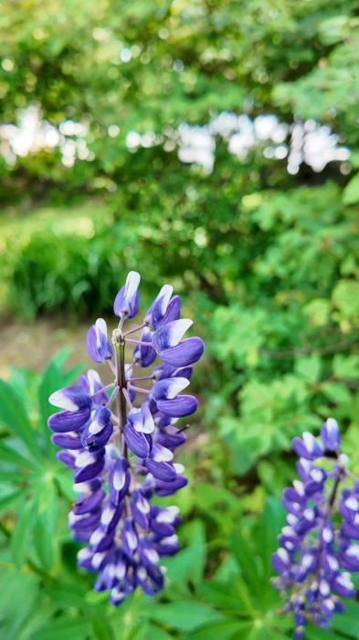 ミツバ (23) 札幌 萬天堂 / 出張性感マッサージ