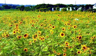 隼也 (42) 富山 萬天堂 / 出張性感マッサージ