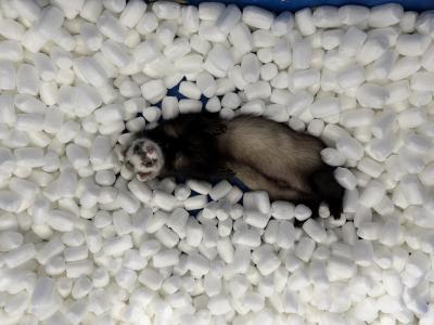 風太 (35) 大阪 萬天堂 / 出張性感マッサージ