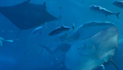 幸宏 (57) 東京 萬天堂 / 出張性感マッサージ