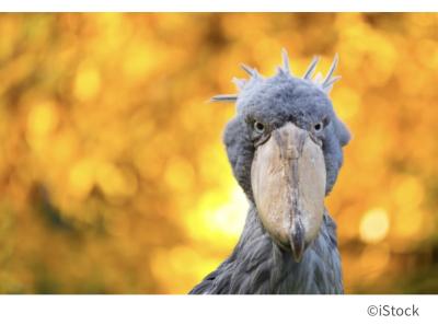 然 (41) 千葉 萬天堂 / 出張性感マッサージ