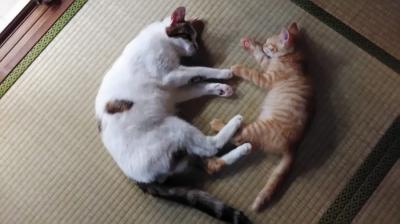 MIYABI (40) 信州 萬天堂 / 出張性感マッサージ