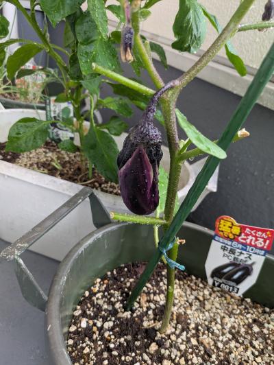 峰 (46) 岐阜 萬天堂 / 出張性感マッサージ