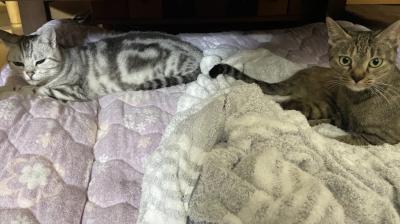 key (23) 京都 萬天堂 / 出張性感マッサージ