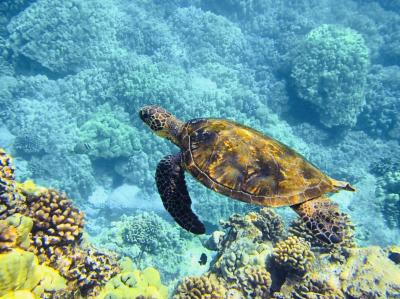 椎名 (52) 東京 萬天堂 / 出張性感マッサージ