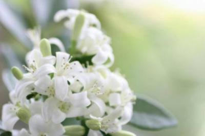 かおる (37) 広島 萬天堂 / 出張性感マッサージ