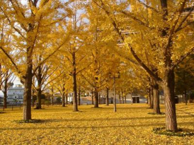 かおる (37) 広島 萬天堂 / 出張性感マッサージ