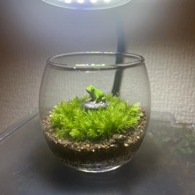 イチマル (39) つくば 萬天堂 / 出張性感マッサージ