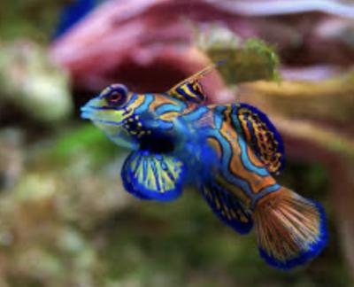 然 (41) 千葉 萬天堂 / 出張性感マッサージ