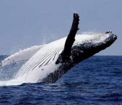 然 (41) 千葉 萬天堂 / 出張性感マッサージ