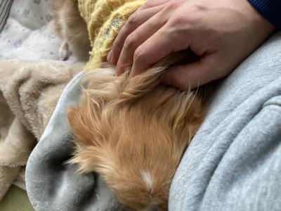 とも (32) 京都 萬天堂 / 出張性感マッサージ