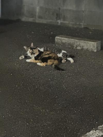 ゆう丸 (36) 名古屋 萬天堂 / 出張性感マッサージ