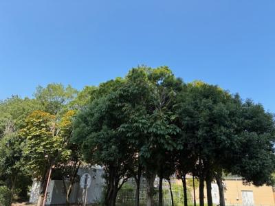 佳樹 (39) 水戸 萬天堂 / 出張性感マッサージ