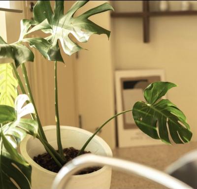 なおと (57) 東京 萬天堂 / 出張性感マッサージ