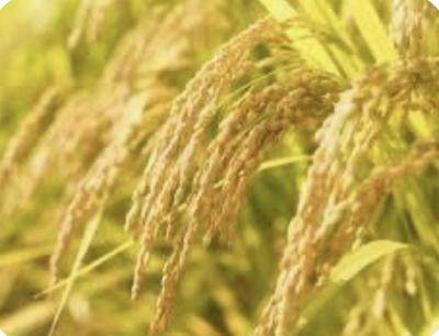 然 (41) 千葉 萬天堂 / 出張性感マッサージ