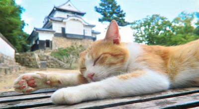 MIYABI (40) 信州 萬天堂 / 出張性感マッサージ