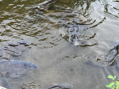 理玖 (25) 金沢 萬天堂 / 出張性感マッサージ