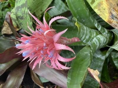 然 (41) 千葉 萬天堂 / 出張性感マッサージ