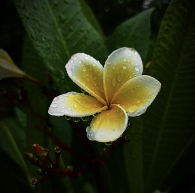 和正 (49) 名古屋 萬天堂 / 出張性感マッサージ