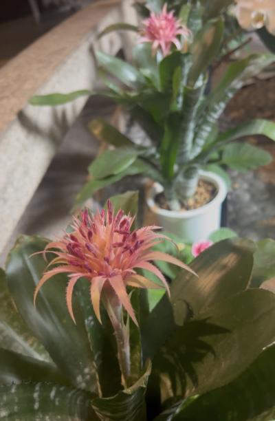 亜呂 (49) 水戸 萬天堂 / 出張性感マッサージ