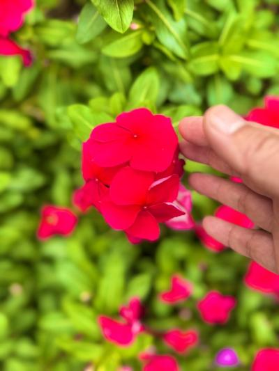 椎名 (52) 東京 萬天堂 / 出張性感マッサージ