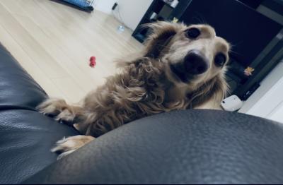 風羽 (34) 京都 萬天堂 / 出張性感マッサージ