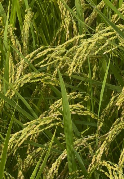 亜呂 (49) 水戸 萬天堂 / 出張性感マッサージ