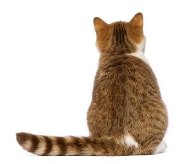 詩音 (40) 大阪 萬天堂 / 出張性感マッサージ